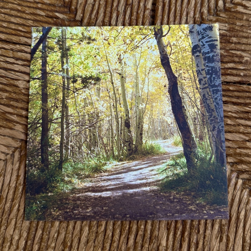 5x5 Art Print - Aspen Forest Pathway - 35mm Film